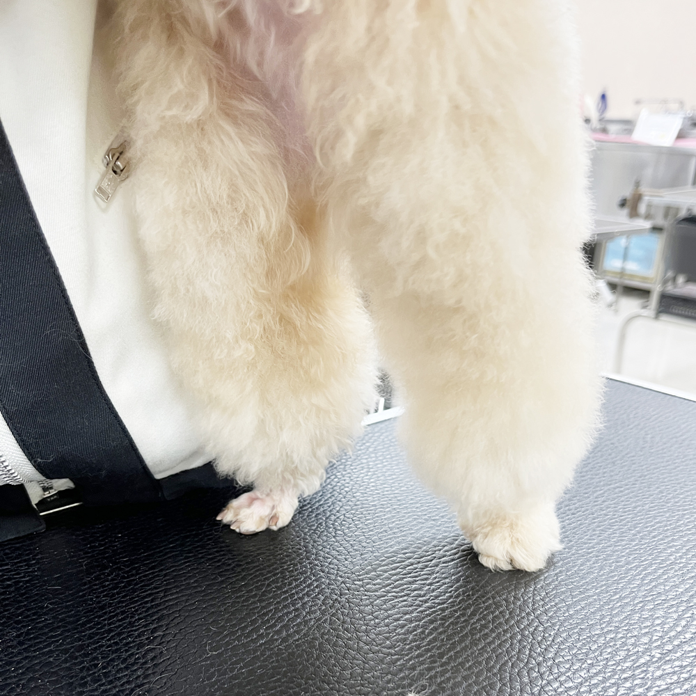 ２年生はお客様の愛犬をトリミング♪②